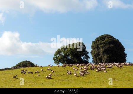 Hügel, Landwirtschaft, Schafzucht, Schafzucht, Wiese, lebendige, grün, weiß, Tag, Wolle, Feld, Rasen, Sommer, Spaziergang, sechs, Schönheit, sc Stockfoto