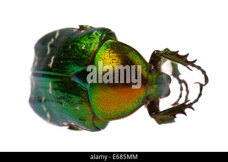 Rose Chafer (Cetonia Aurata) isoliert auf weißem Hintergrund Stockfoto