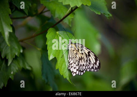 Ein weißer Baum Nymphe Schmetterling auch als der Reis Papier Schmetterling aus Asien bekannt. Idee Leuconoe Clara Stockfoto
