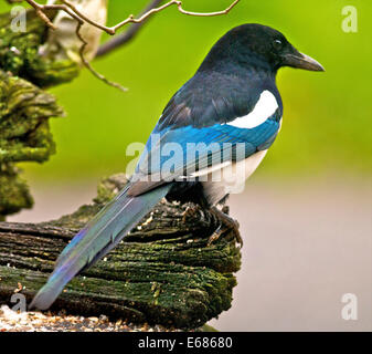 Elster (Pica Pica) Mitglied der Krähe Familie resident UK Stockfoto