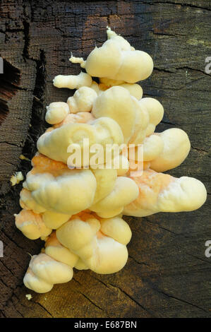 Der Wald - Laetiporus Sulphureus Halterung Pilz Huhn Stockfoto