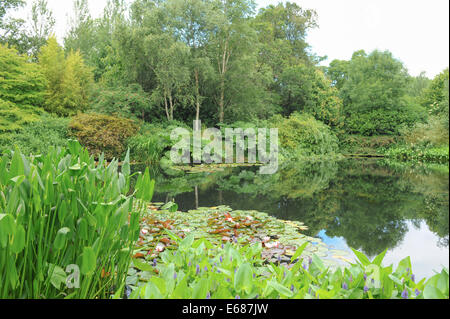 Die Gärten am Rosemoor, außerhalb von Torrington und in der Nähe von Bideford in der Grafschaft Devon, England, UK Stockfoto