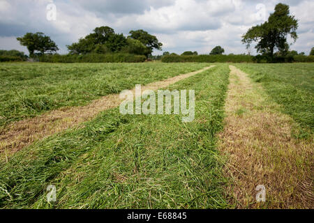 Mähen in einem Feld bereit, Silage zu machen Stockfoto