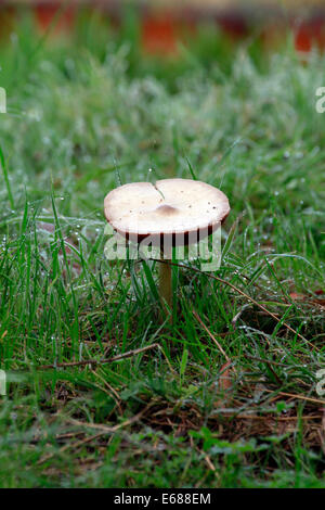 Wilde Pilze im Rasen wachsen. Stockfoto