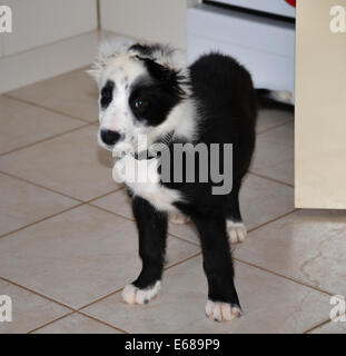 Collie Welpen schwarz und weiß 14 Wochen alt im Garten Stockfoto