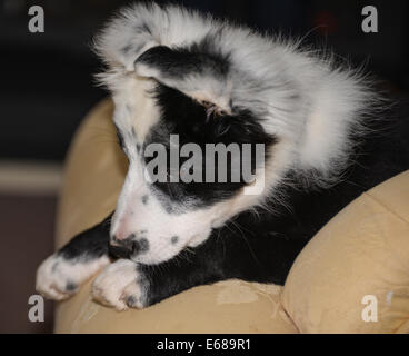 Collie Welpen schwarz und weiß 14 Wochen alt im Garten Stockfoto