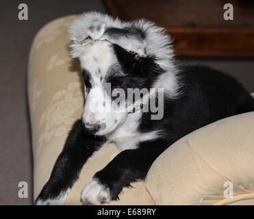 Collie Welpen schwarz und weiß 14 Wochen alt im Garten Stockfoto