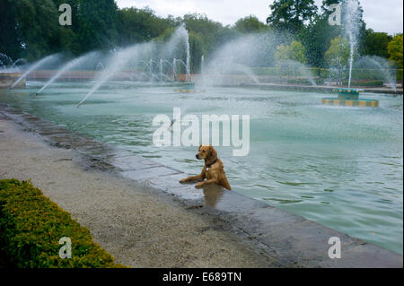 Battersea Park, London, England, UK. August 2014 nimmt Hund ein Bad im Brunnen See im Battersea Park. Stockfoto