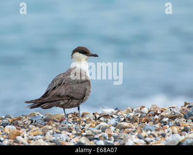 Long-tailed Skua oder Jaeger (Stercorarius Longicaudus) auf Herbstzug mit abgeschliffenem Gefieder. Stockfoto