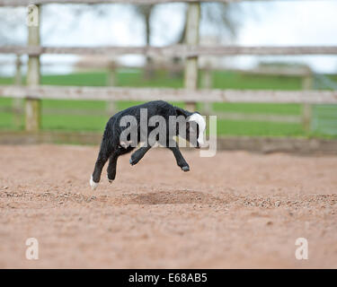 Balwen Welsh Mountain Schafe Stockfoto