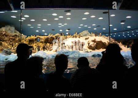 Loro Parque, Teneriffa, Kanarische Inseln, Loro Wildpark oder Zoo, Teneriffa, Spanien, Kaiserpinguin Anziehungskraft, Gehäuse. Stockfoto