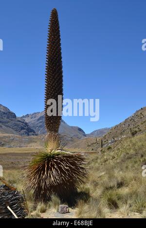 Blühende Puya Raimondi, der Welt größte Bromelie in der Cordillera Blanca, in der Nähe von Huaraz, Peru Stockfoto