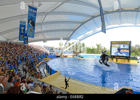 Loro Parque, Teneriffa, Kanarische Inseln, sehen Touristen Killerwal Anzeigeleistung, Teneriffa, Spanien Stockfoto