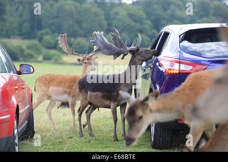 Longleat Safari Park, Fütterung Damhirsche, Wiltshire, England Stockfoto