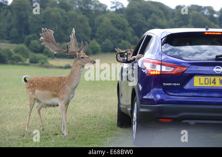 Longleat Safari Park, Fütterung Damhirsche, Wiltshire, England Stockfoto
