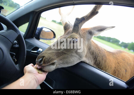 Longleat Safari Park, Fütterung Damhirsche, Wiltshire, England Stockfoto