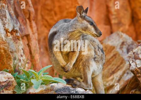 Black-footed Rock-Wallaby auf einem Felsen sitzen. Stockfoto