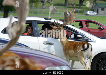 Longleat Safari Park, Fütterung Damhirsch aus Autos, Wiltshire, England Stockfoto