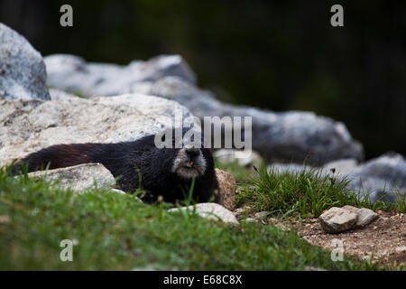 Mellow schwarz Marmot, in der Nähe von Überraschung See, 3000m hinauf in Grand Teton Nationalpark, Wyoming. Diese ziemlich große Murmeltier sicherlich Stockfoto