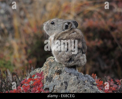 Collared Pika (Ochotona Collaris) ist eine kleine schnell bewegenden alpine Lagomorph wer die Geröllfelder in Denali National Par bewohnt Stockfoto