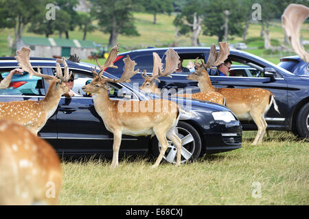 Longleat Safari Park, Fütterung Damhirsch aus Autos, Wiltshire, England Stockfoto