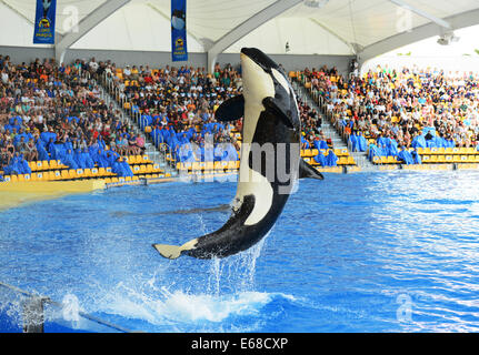 Loro Parque, Teneriffa, Kanarische Inseln, sehen Touristen Killerwal Anzeigeleistung, Teneriffa, Spanien Stockfoto