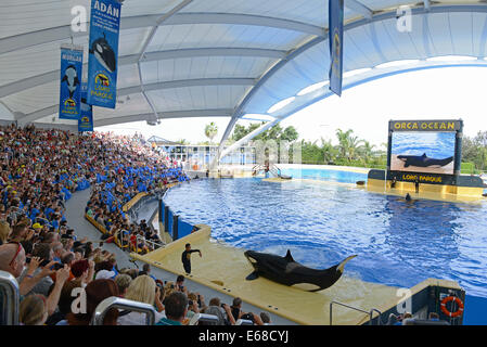 Loro Parque, Teneriffa, Kanarische Inseln, sehen Touristen Killerwal Anzeigeleistung, Teneriffa, Spanien Stockfoto