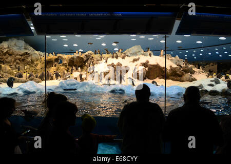 Loro Parque, Teneriffa, Kanarische Inseln, Loro Wildpark oder Zoo, Teneriffa, Spanien, Kaiserpinguin Anziehungskraft, Gehäuse. Stockfoto