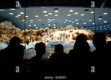 Loro Parque, Teneriffa, Kanarische Inseln, Loro Wildpark oder Zoo, Teneriffa, Spanien, Kaiserpinguin Anziehungskraft, Gehäuse. Stockfoto