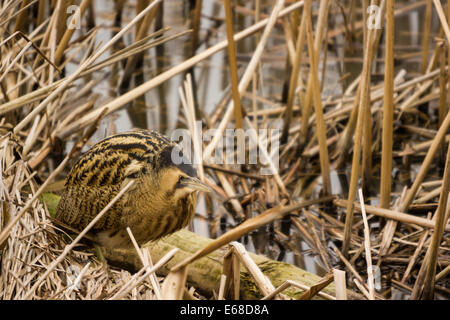 Rohrdommel Botaurus Stellaris, einzelne Rohrdommel sitzt und wartet unter dem Schilf, Slimbridge Wetland Centre, Februar. Stockfoto