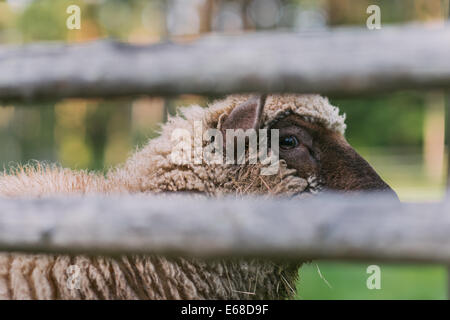 Schafe hinter dem Zaun Stockfoto