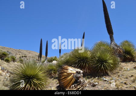 Blühende Puya Raimondi, der Welt größte Bromelie in der Cordillera Blanca, in der Nähe von Huaraz, Peru Stockfoto