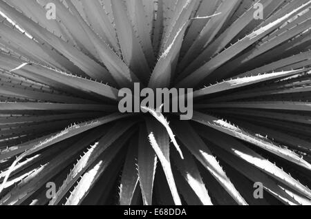 Nahaufnahme der Blätter von einem Puya Raimondi, die Welten größte Bromelie, endemisch in den Anden von Bolivien und Peru. Stockfoto