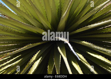 Nahaufnahme der Blätter von einem Puya Raimondi, die Welten größte Bromelie, endemisch in den Anden von Bolivien und Peru. Stockfoto