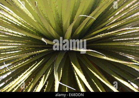 Nahaufnahme der Blätter von einem Puya Raimondi, die Welten größte Bromelie, endemisch in den Anden von Bolivien und Peru. Stockfoto