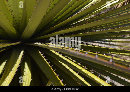 Nahaufnahme der Blätter von einem Puya Raimondi, die Welten größte Bromelie, endemisch in den Anden von Bolivien und Peru. Stockfoto