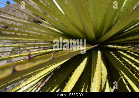 Nahaufnahme der Blätter von einem Puya Raimondi, die Welten größte Bromelie, endemisch in den Anden von Bolivien und Peru. Stockfoto