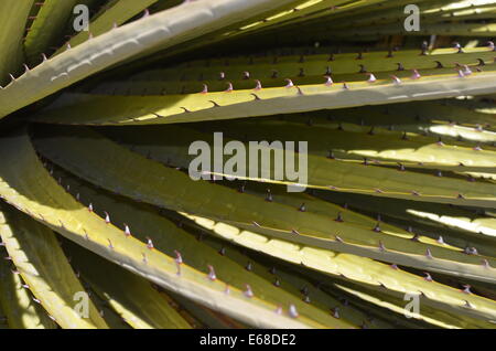 Nahaufnahme der Blätter von einem Puya Raimondi, die Welten größte Bromelie, endemisch in den Anden von Bolivien und Peru. Stockfoto