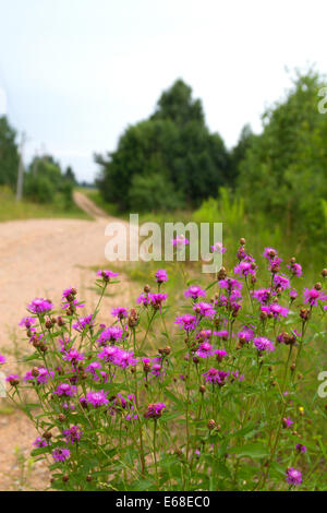 wilde Blumen in der Mitte Europas in Weißrussland Stockfoto