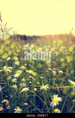 wilde Blumen in der Mitte Europas in Weißrussland Stockfoto
