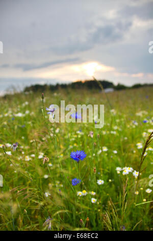 wilde Blumen in der Mitte Europas in Weißrussland Stockfoto