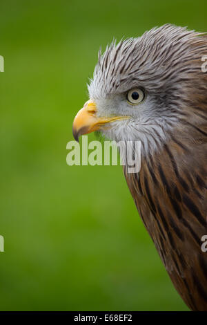 Rotmilan milvus milvus, profil Porträt einer captiven Individuelle, internation Raubvögel, März. Stockfoto