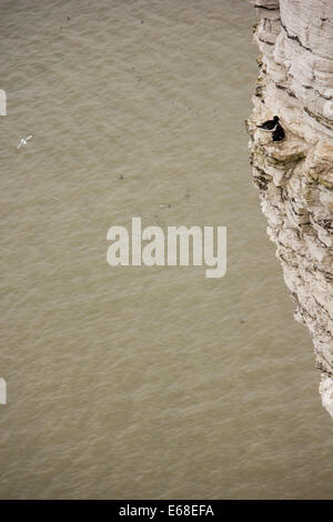 Tordalken Alca torda, ein Paar auf ihrem Nest auf einer steilen Klippe sitzen. Bempton Cliffs RSPB Reservat, April. Stockfoto