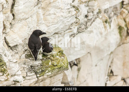 Tordalken Alca torda, ein Paar auf ihrem Nest Ort sitzen und den Blick auf das Meer, Bempton Cliffs RSPB Reservat, April. Stockfoto