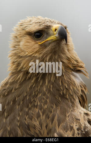 Das Porträt einer unverlierbaren tawny Eagle (Aquila rapax), bei der Internationalen Raubvögel, Gloucestershire, März Stockfoto