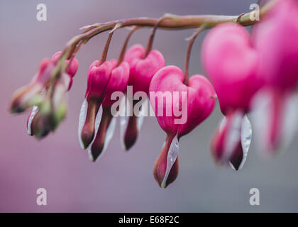 Lamprocapnos Spectabilis Tränendes Herz Sy Dicentra Spectabilis wölben Sprays von zierliche rose rosa Herz geformten Blüten Stockfoto