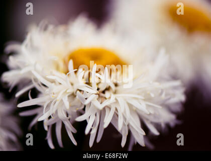 Leucanthemum × superbum Phyllis Smith Shasta Daisy White Daisy mit unregelmäßigen Blütenblättern und Joch gelbe Mitte Stockfoto