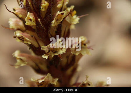 Neottia Nidus-Avis Stockfoto