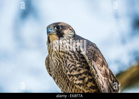 Ein Wanderfalke Falco peregrinus Stockfoto