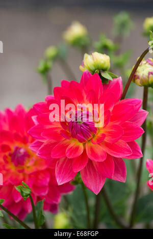 Dahlie "Kilburn Rose". Seerose-Dahlie Stockfoto